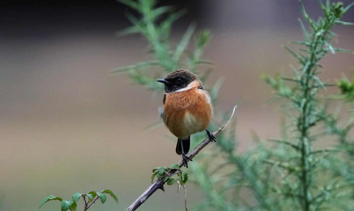 European Stonechat - ML643939364