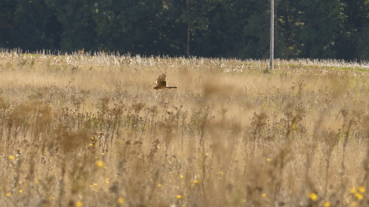 Pallid Harrier - ML643939373