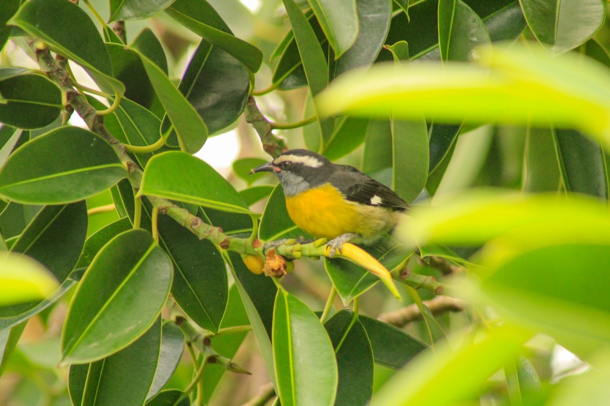 Bananaquit - ML643939381