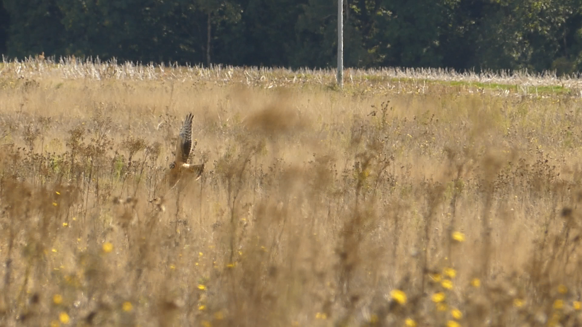 Pallid Harrier - ML643939390