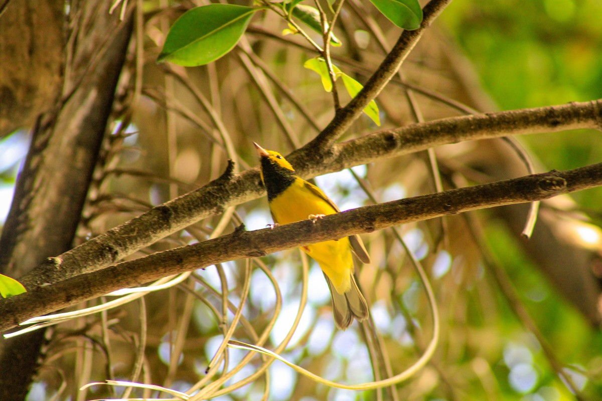 Hooded Warbler - ML643939400