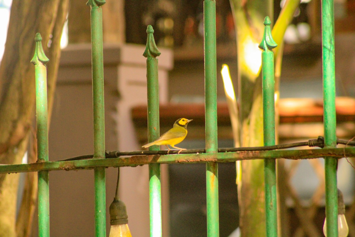 Hooded Warbler - ML643939401
