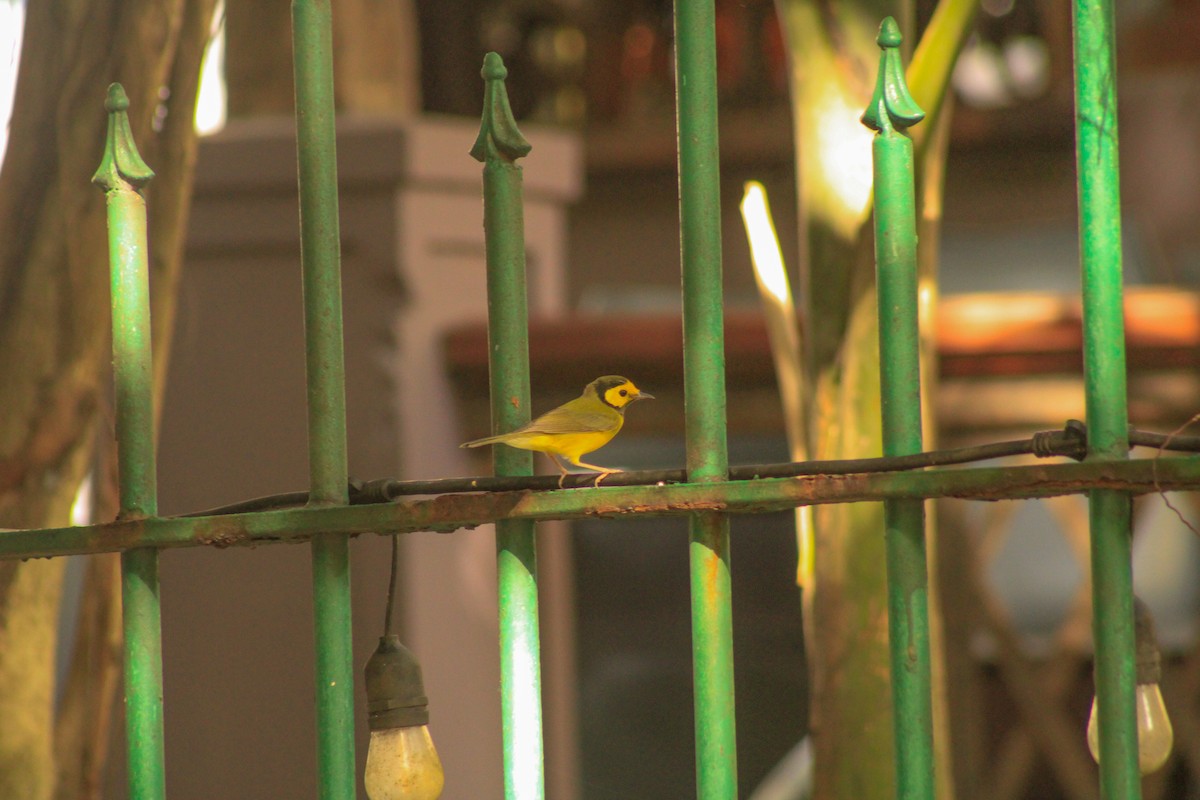 Hooded Warbler - ML643939402