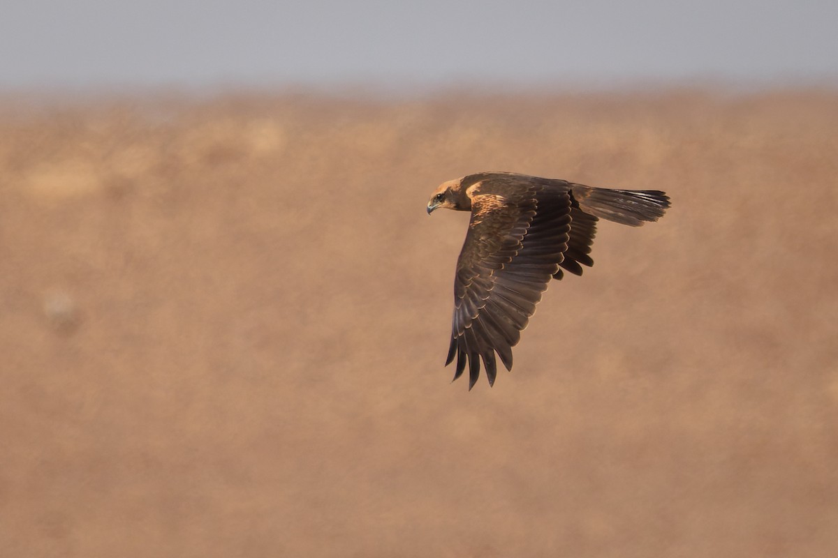 Western Marsh Harrier - ML643939407