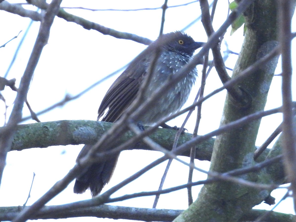 Brown Babbler - ML643939414