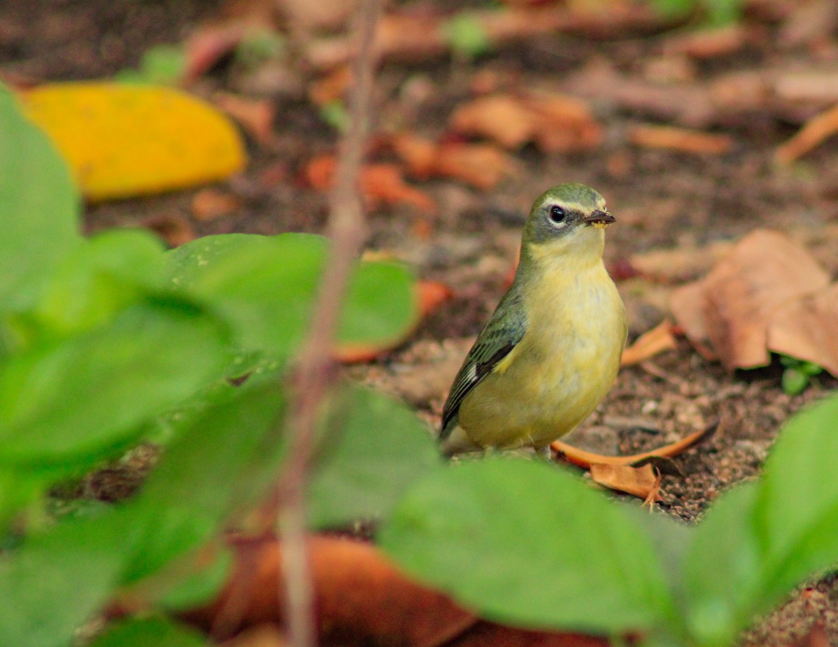 Black-throated Blue Warbler - ML643939417