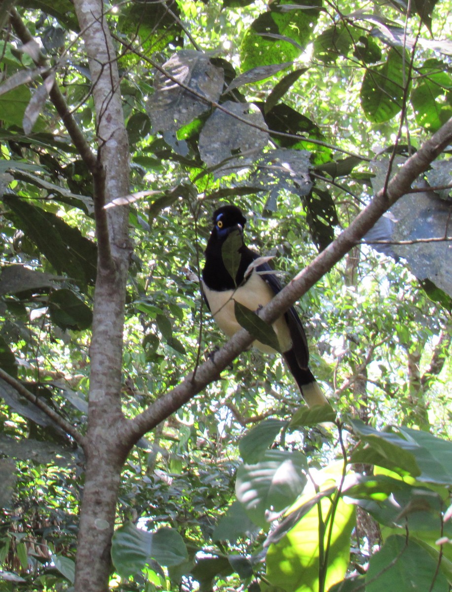 Plush-crested Jay - ML643939427