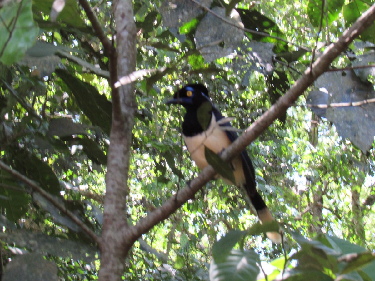 Plush-crested Jay - ML643939428