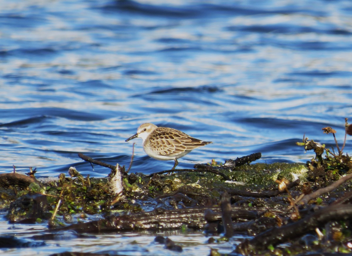 Semipalmated Sandpiper - ML643939452