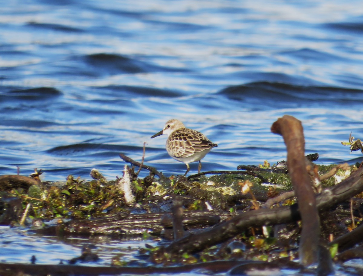 Semipalmated Sandpiper - ML643939453