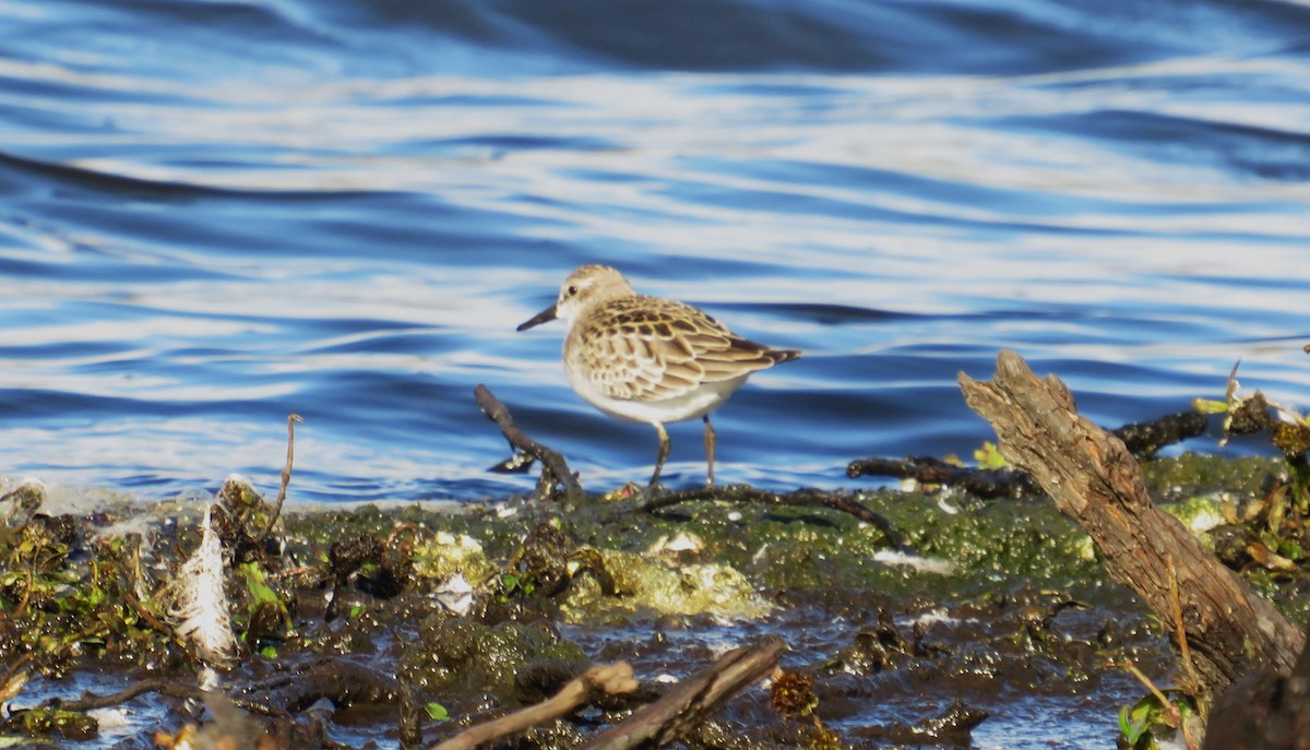 Semipalmated Sandpiper - ML643939463