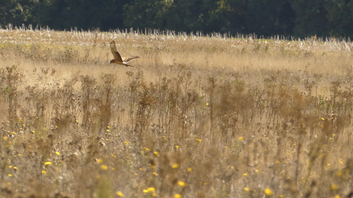 Pallid Harrier - ML643939470