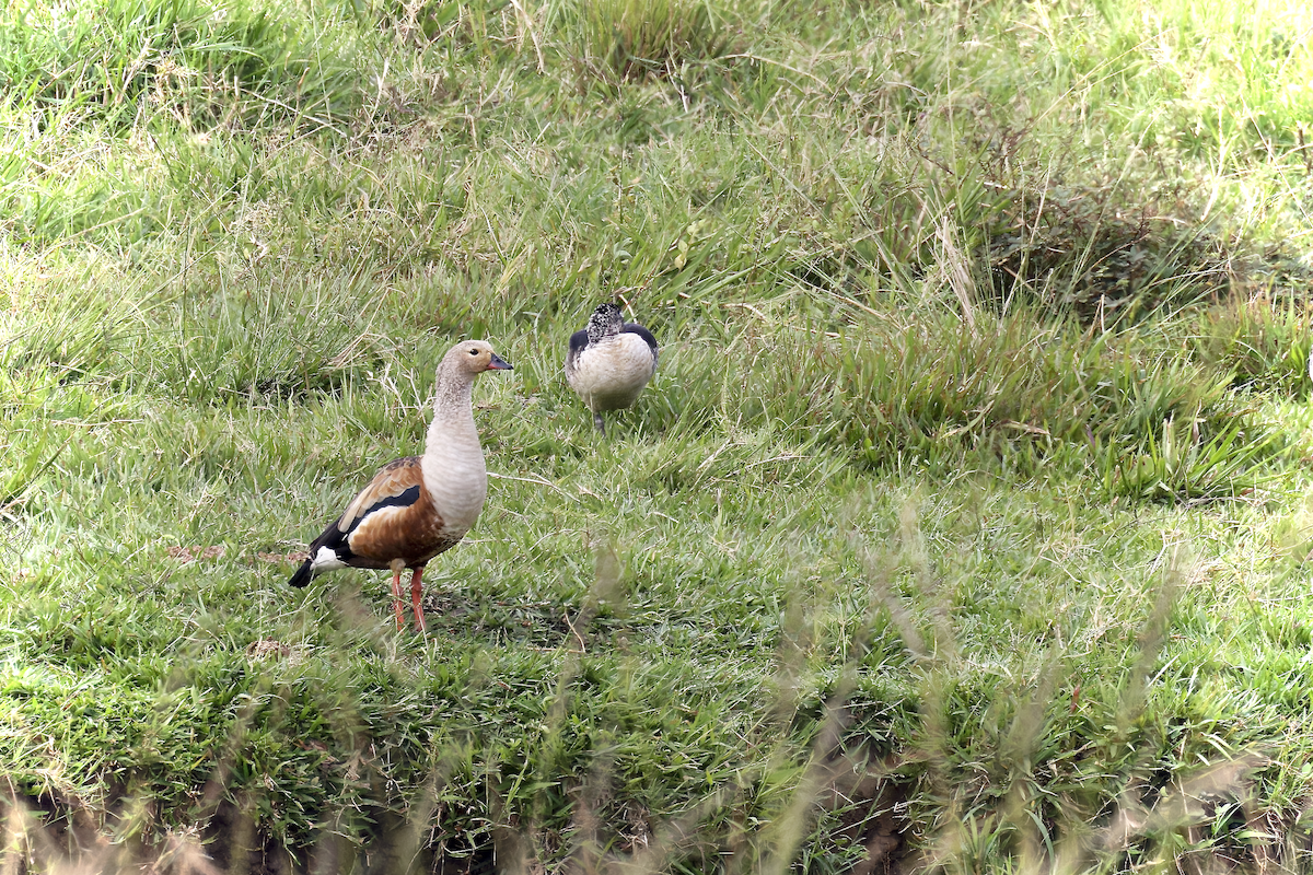 Orinoco Goose - ML643939495