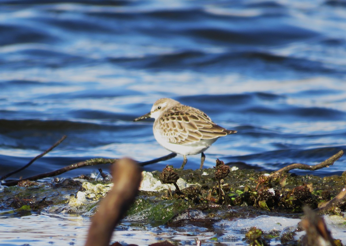Semipalmated Sandpiper - ML643939500