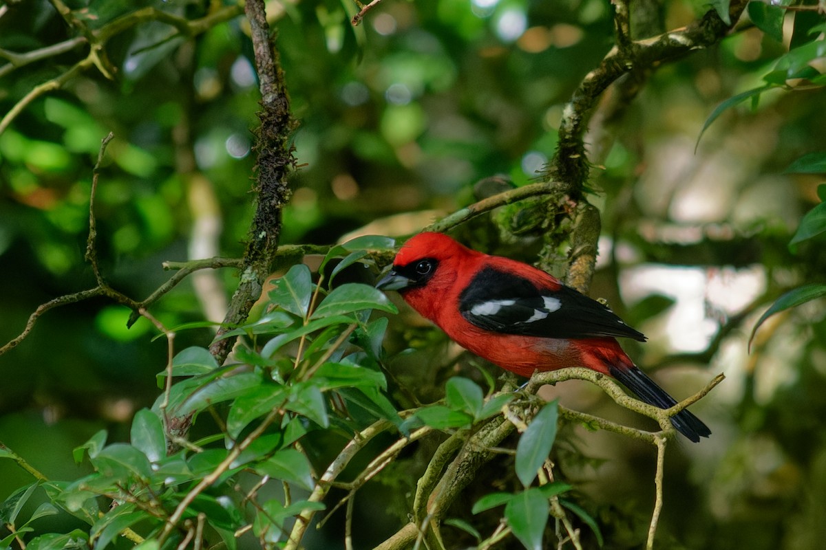 White-winged Tanager - ML643939504