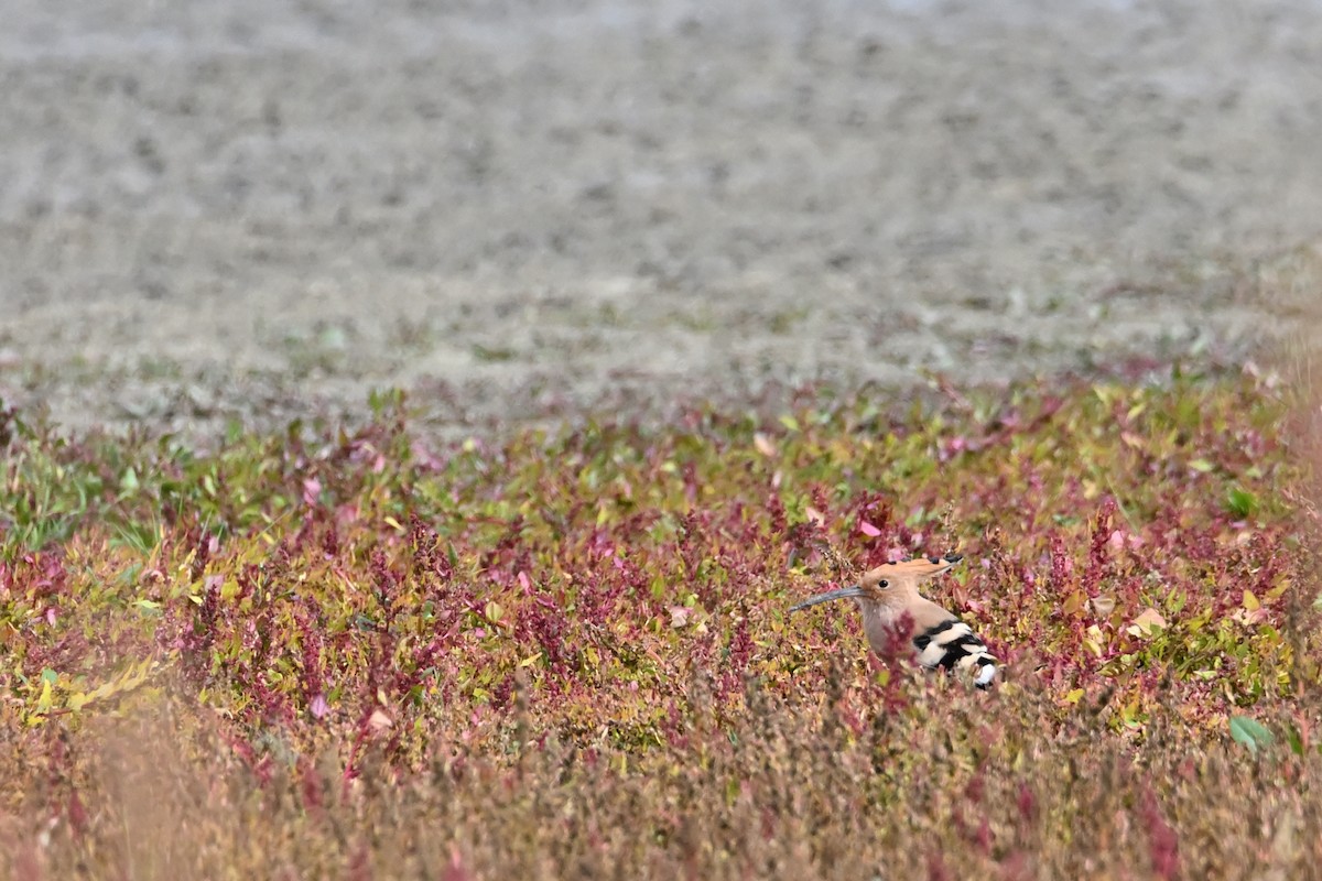 Eurasian Hoopoe - ML643939507