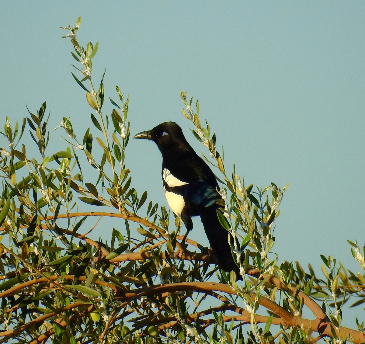 マグレブカササギ - ML643939515