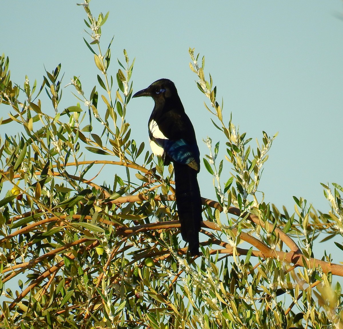 マグレブカササギ - ML643939516