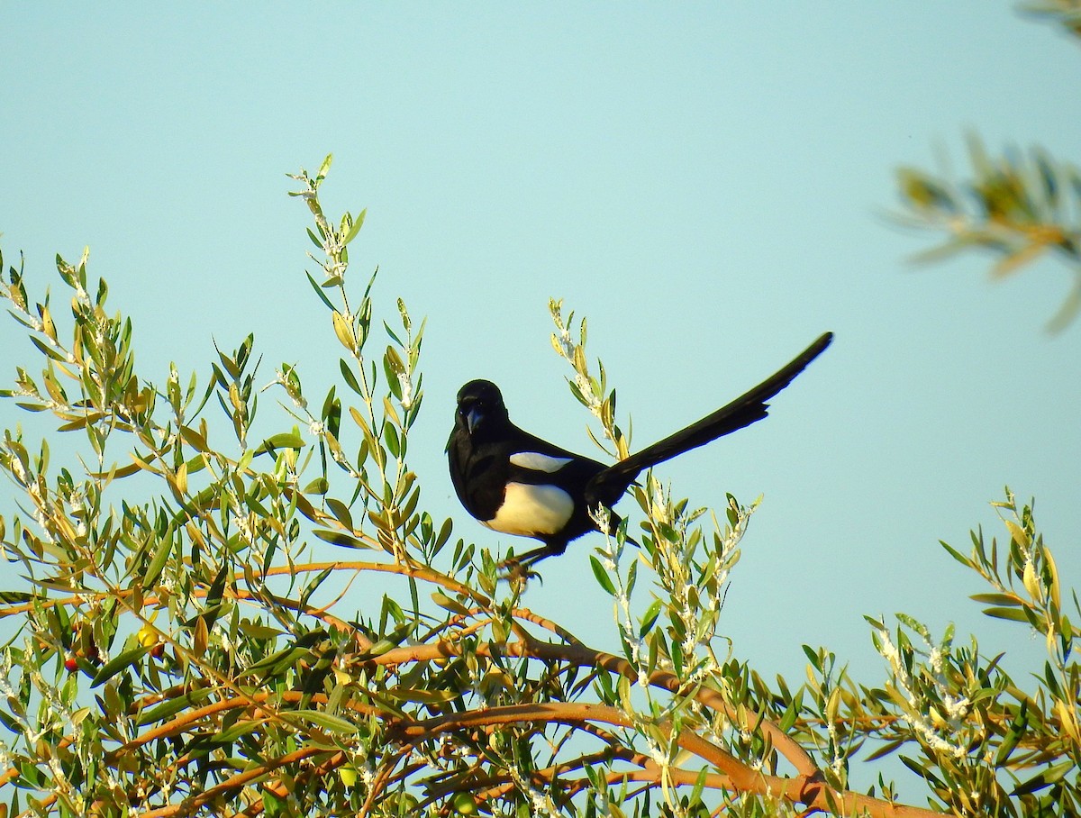 マグレブカササギ - ML643939518