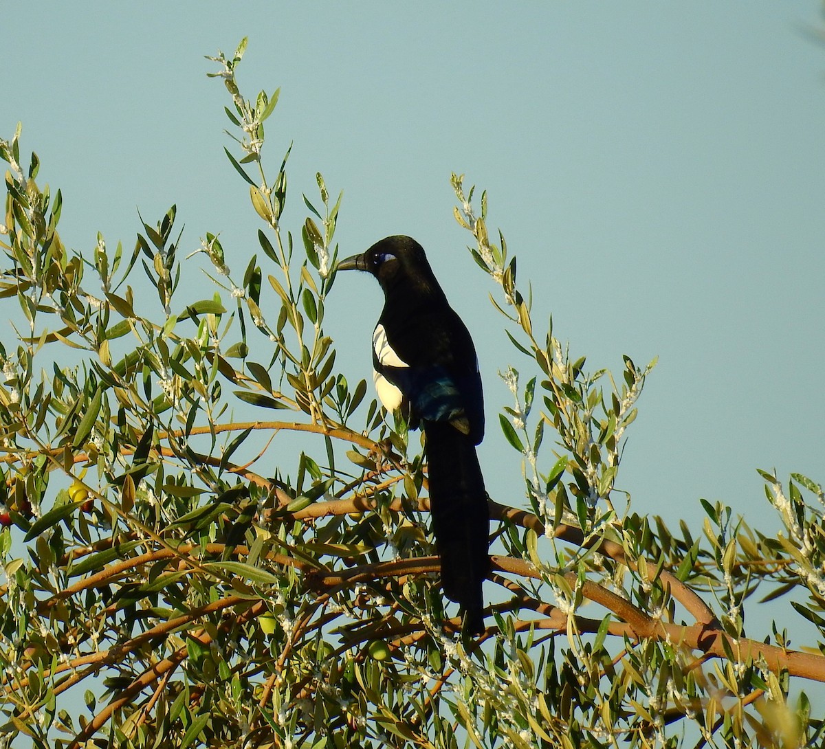 マグレブカササギ - ML643939519