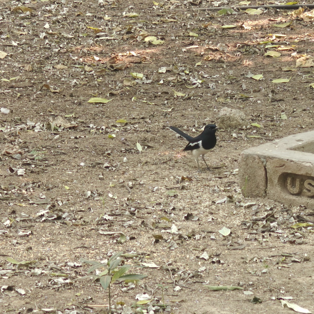 Oriental Magpie-Robin - ML643939544