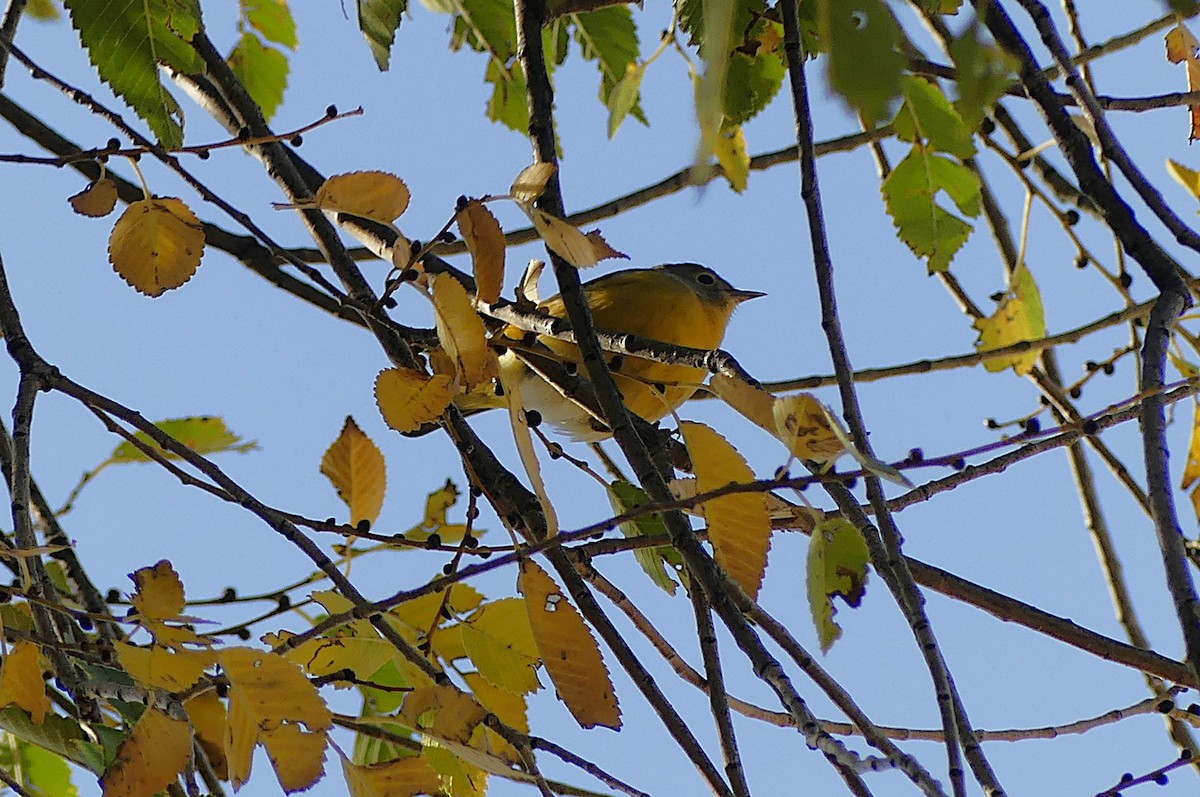 Nashville Warbler - ML643939559