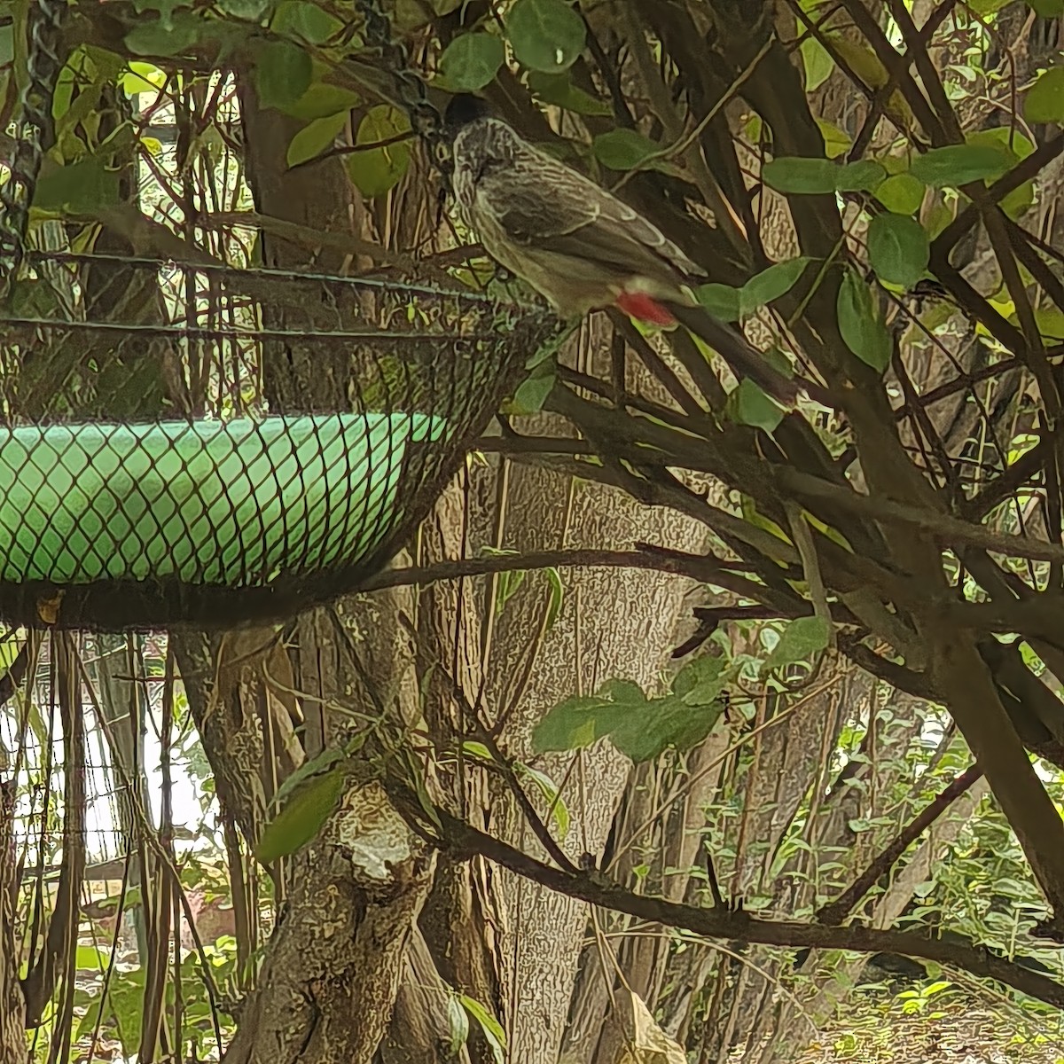 Red-vented Bulbul - ML643939564