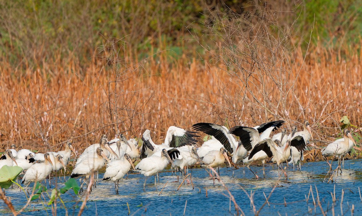 Wood Stork - ML643939566