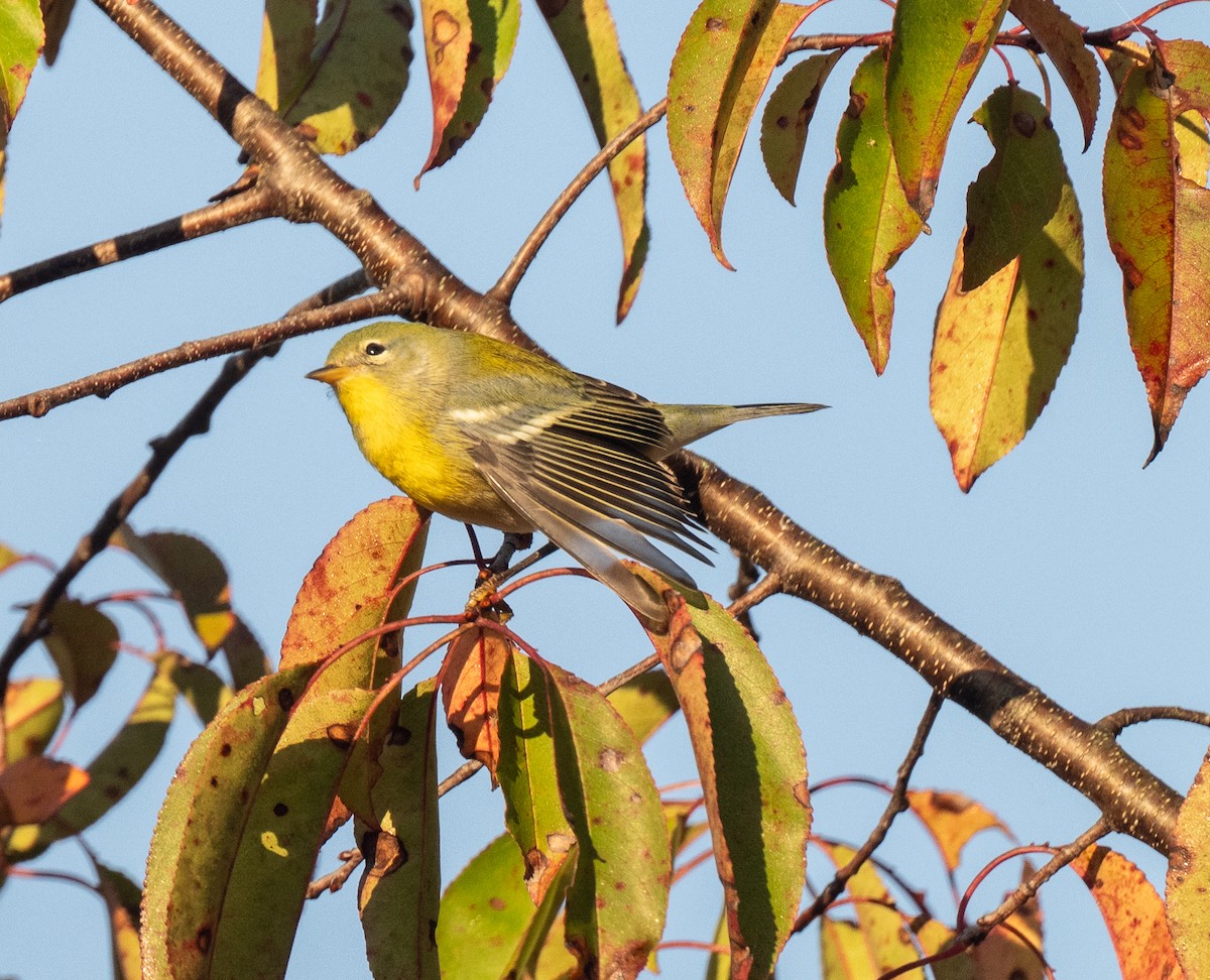 Northern Parula - ML643939572