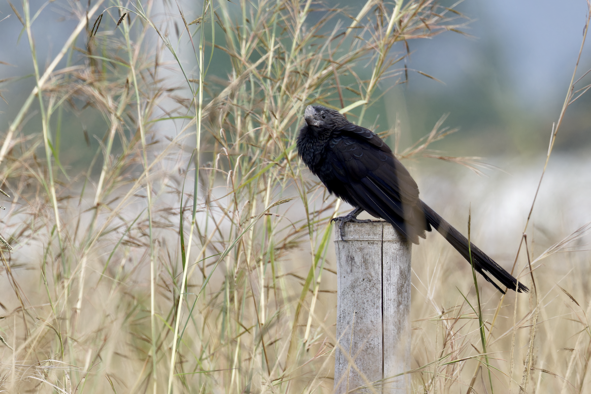 Smooth-billed Ani - ML643939580