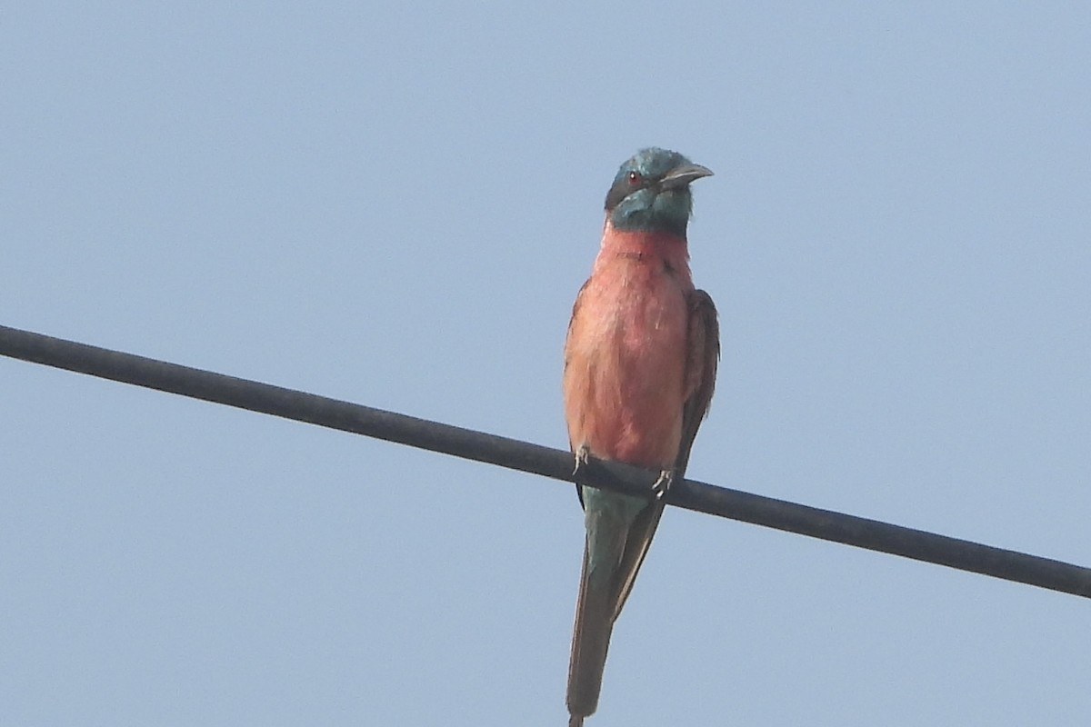 Нубийская щурка - ML643939599