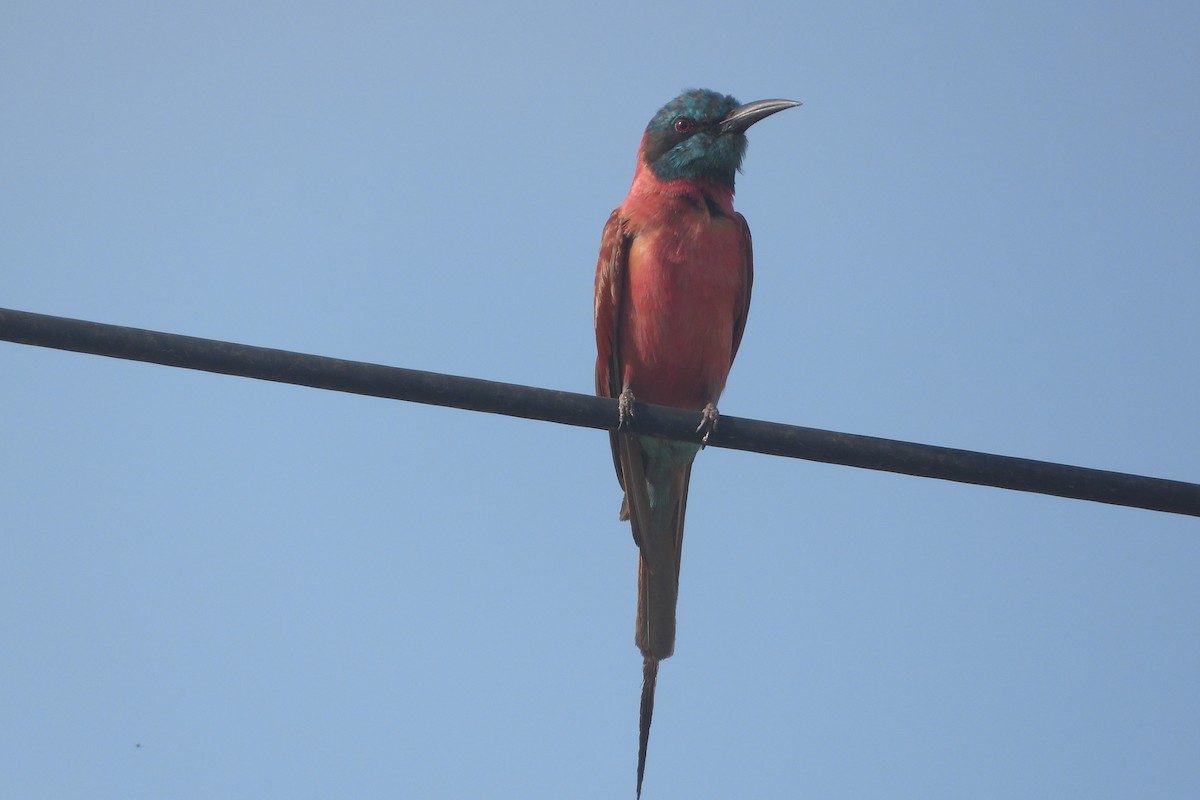 Нубийская щурка - ML643939600