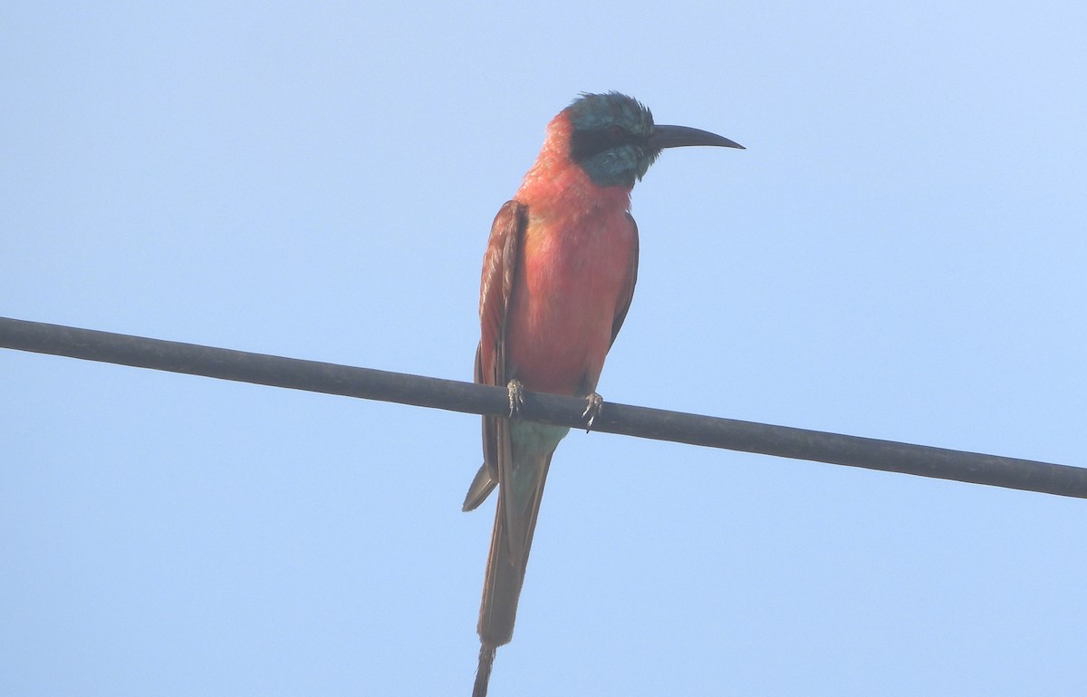 Нубийская щурка - ML643939601