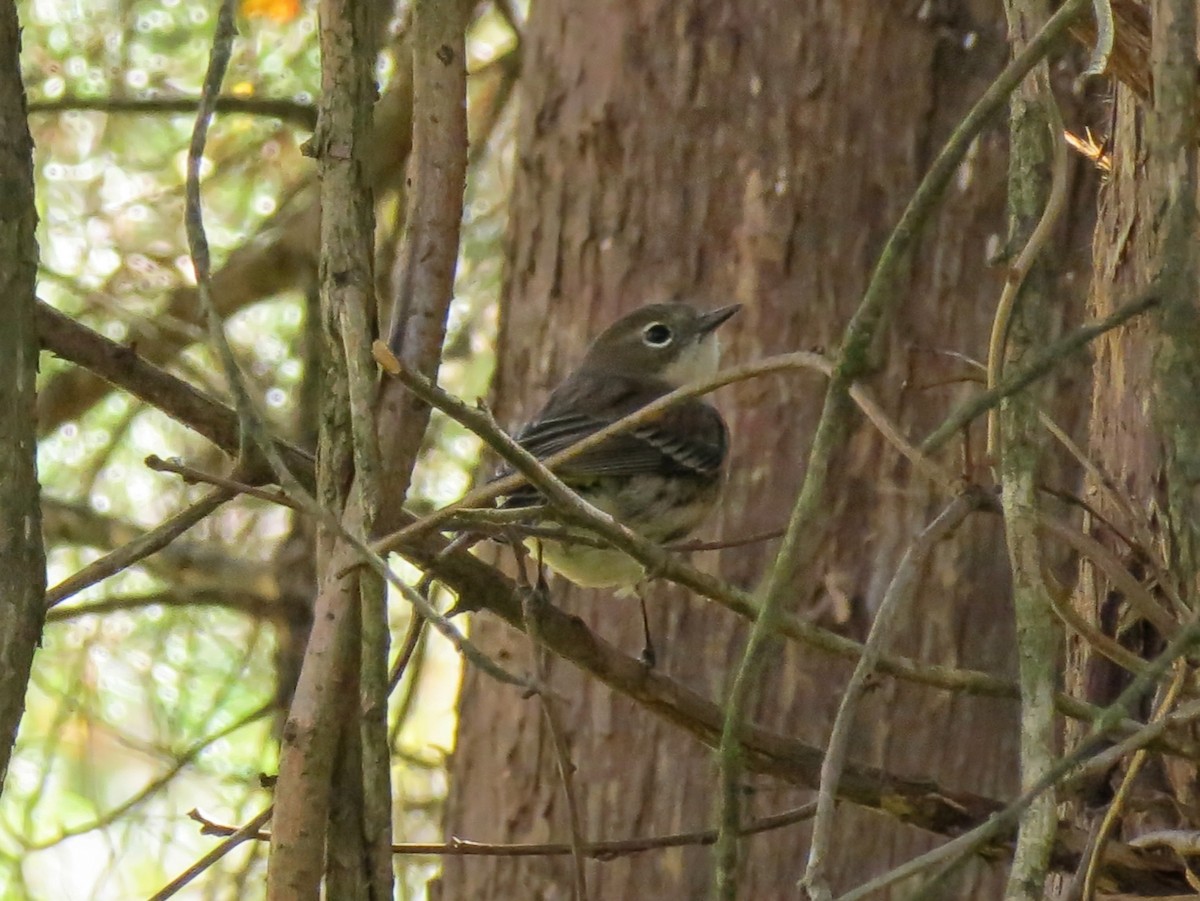 Yellow-rumped Warbler - ML643939609