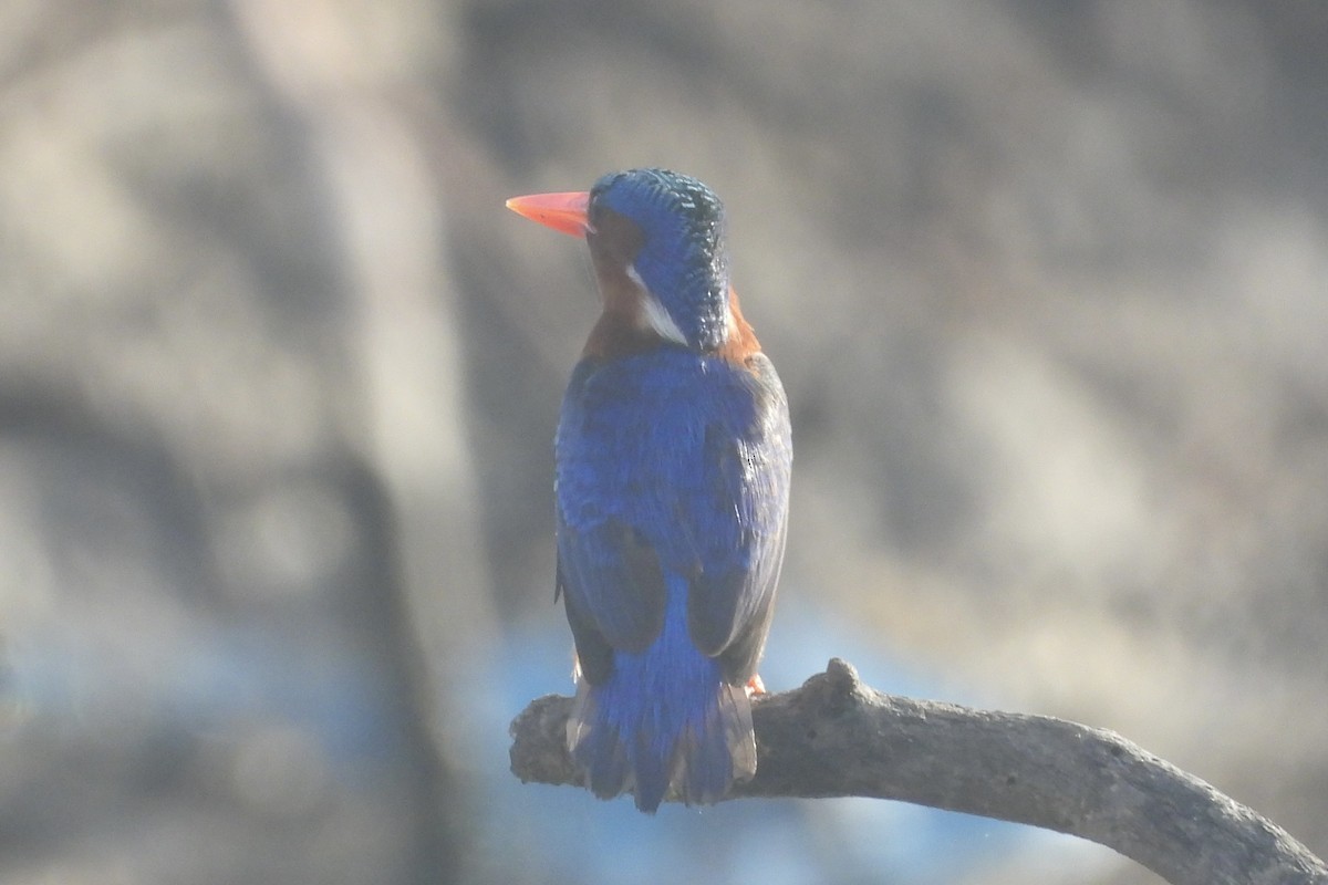 Malachite Kingfisher - ML643939613