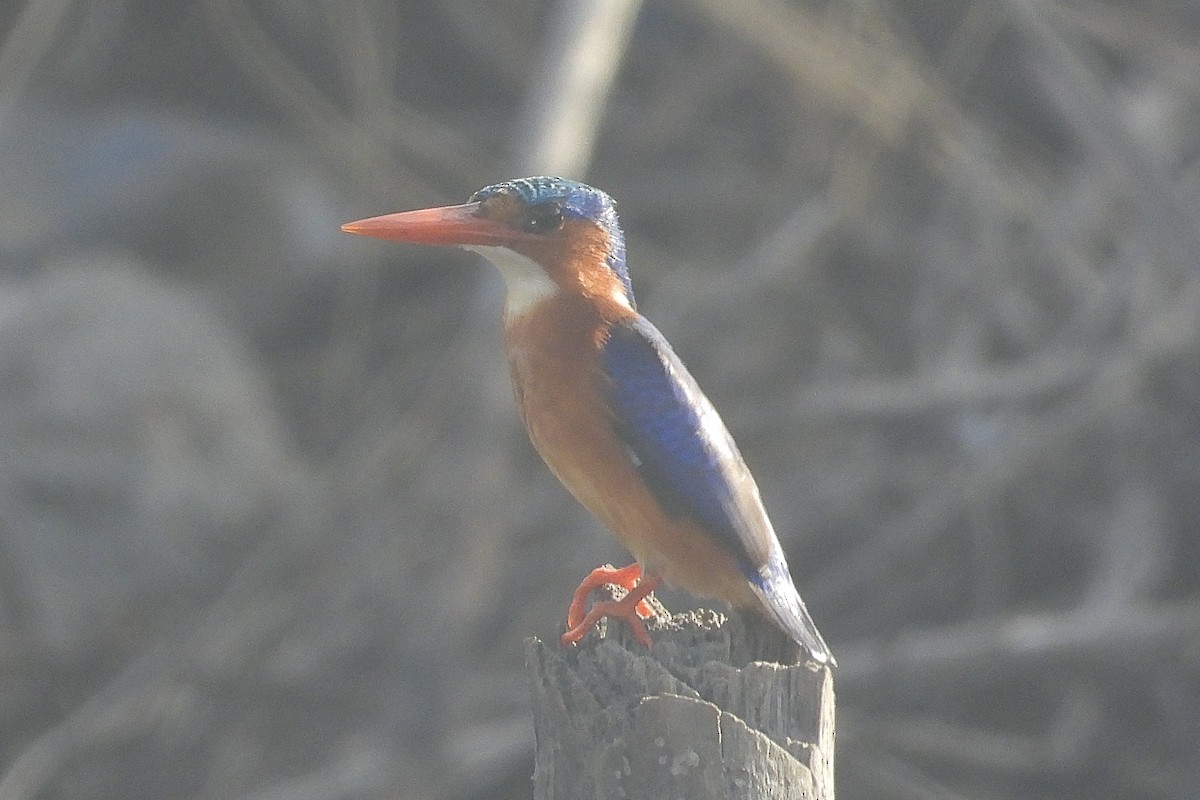 Malachite Kingfisher - ML643939614