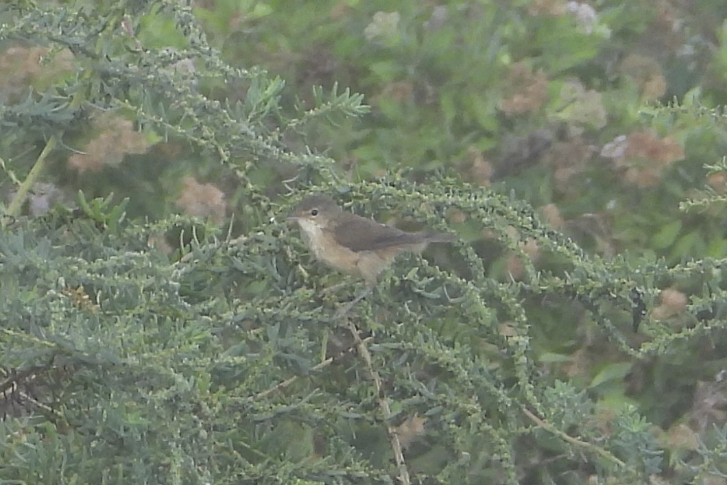 rørsanger (baeticatus gr.) - ML643939621