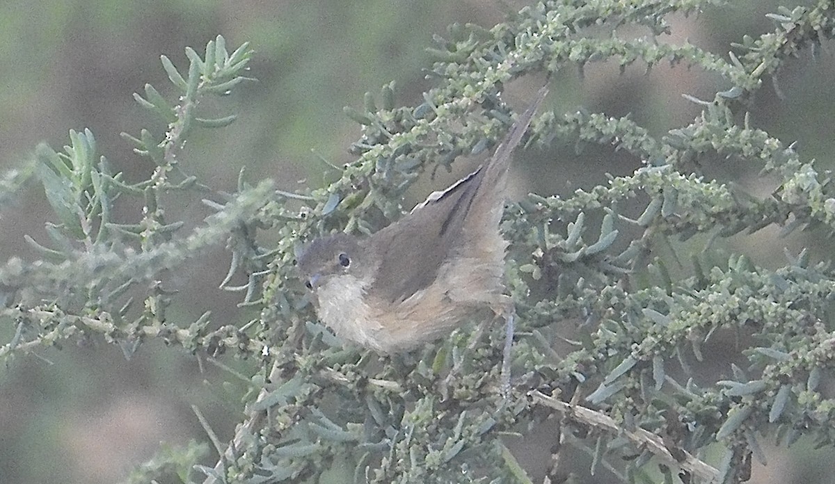 rørsanger (baeticatus gr.) - ML643939622