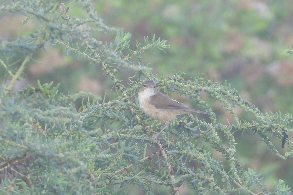 rørsanger (baeticatus gr.) - ML643939623