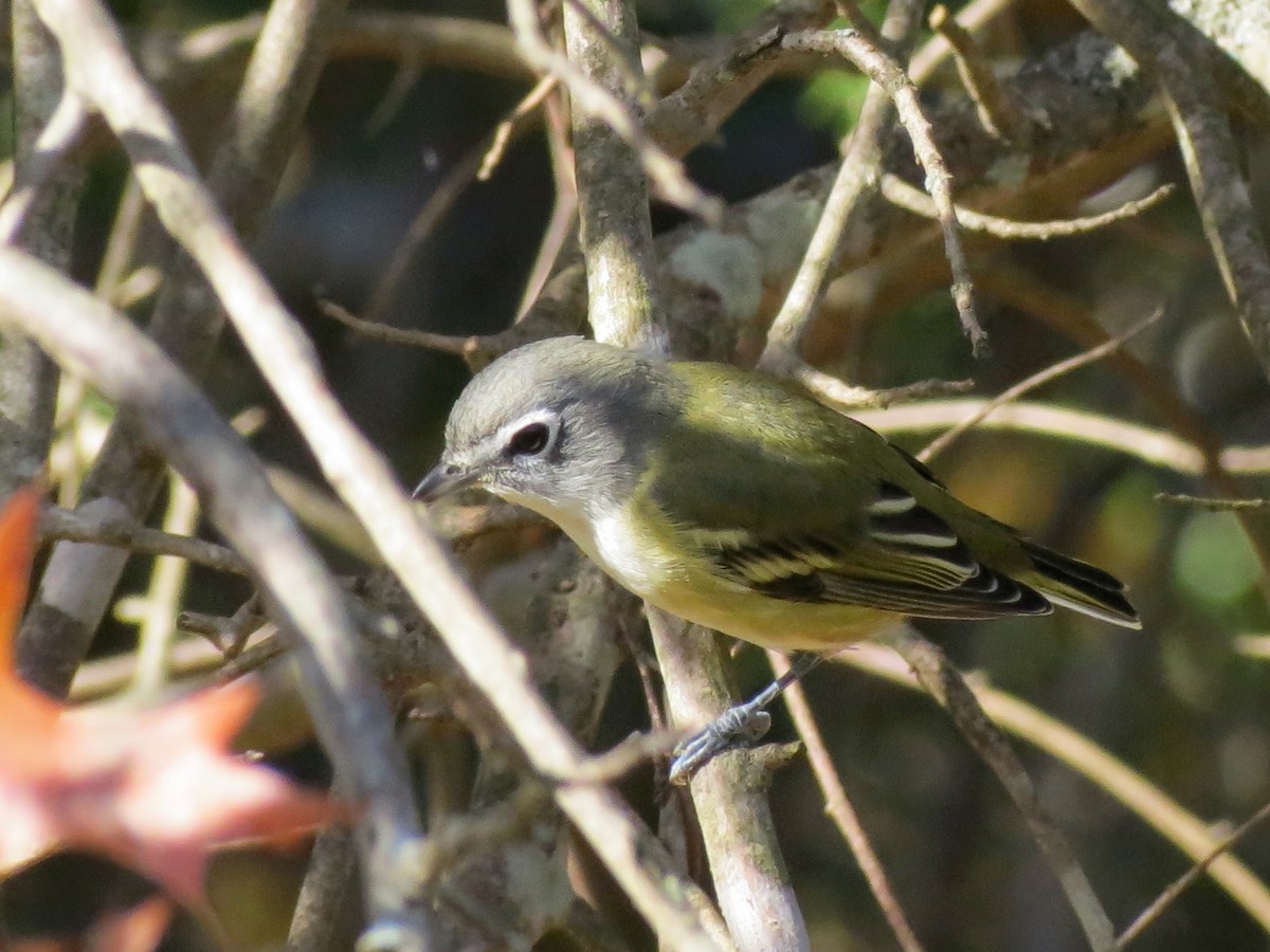 Blue-headed Vireo - ML643939630