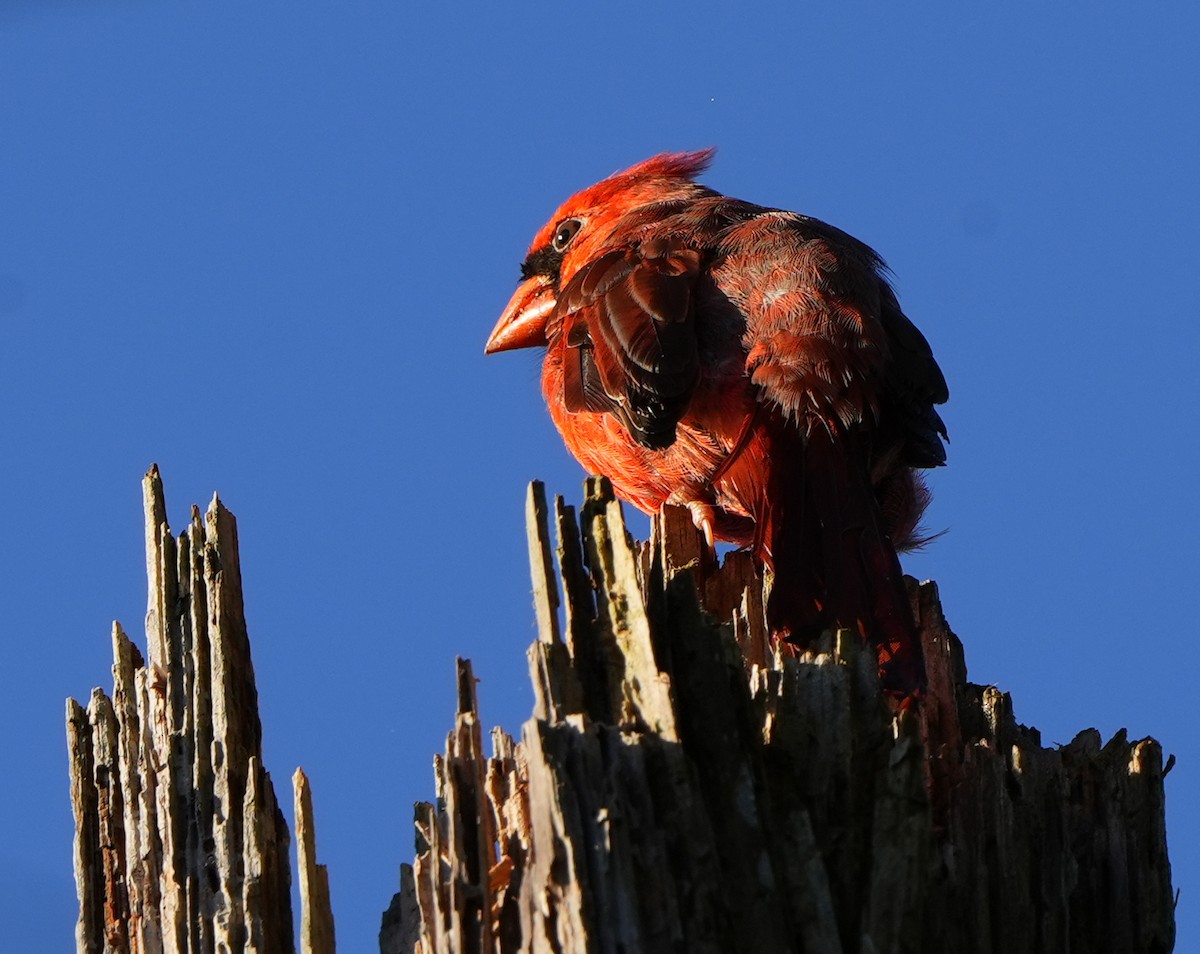 Northern Cardinal - ML643939633