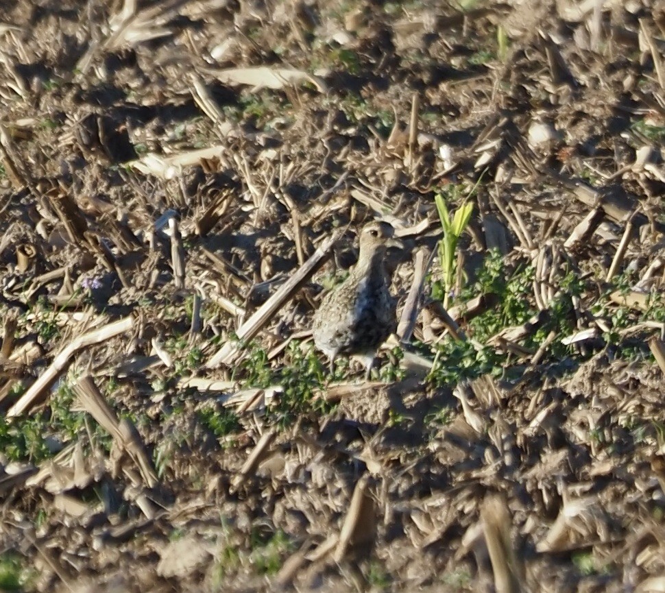 European Golden-Plover - ML643939637