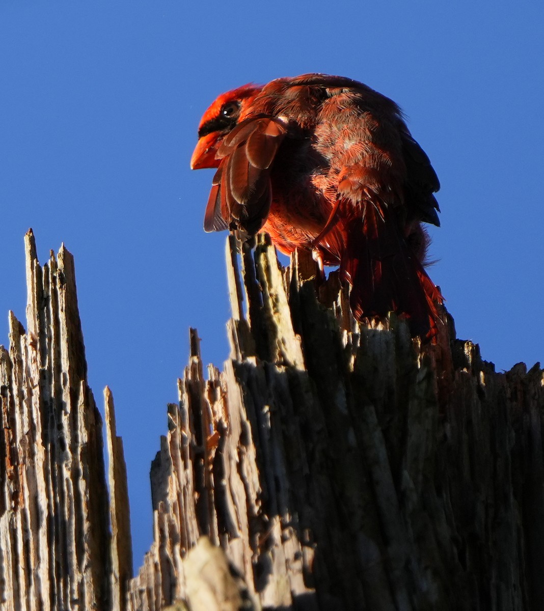Northern Cardinal - ML643939647