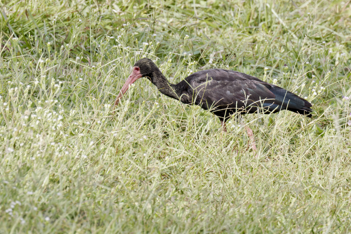 rødmaskeibis - ML643939648
