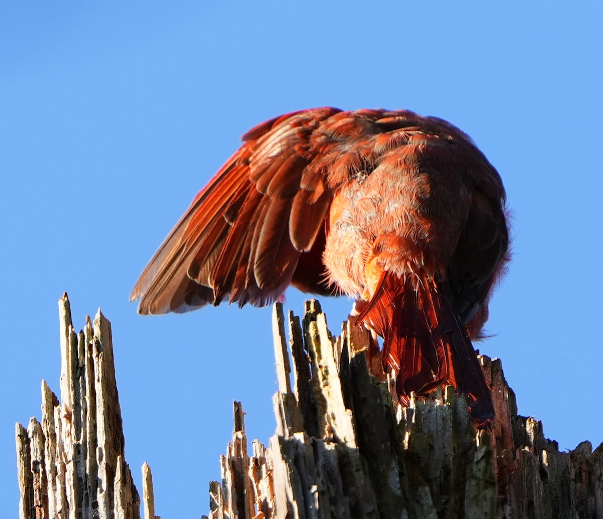 Northern Cardinal - ML643939662