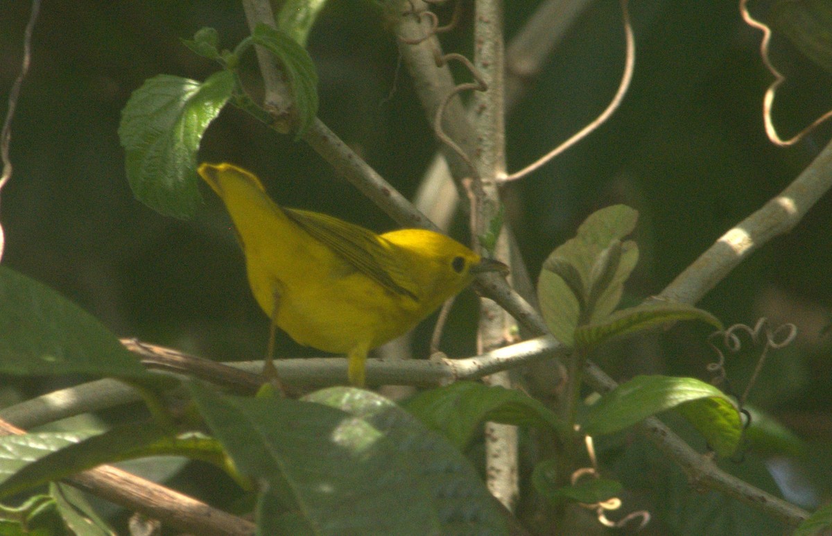 Northern Yellow Warbler - ML643939677