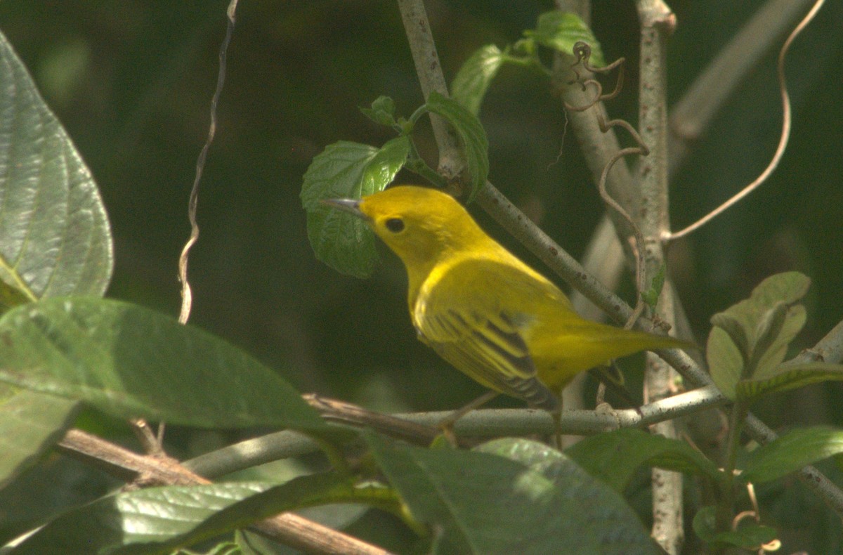 Northern Yellow Warbler - ML643939678