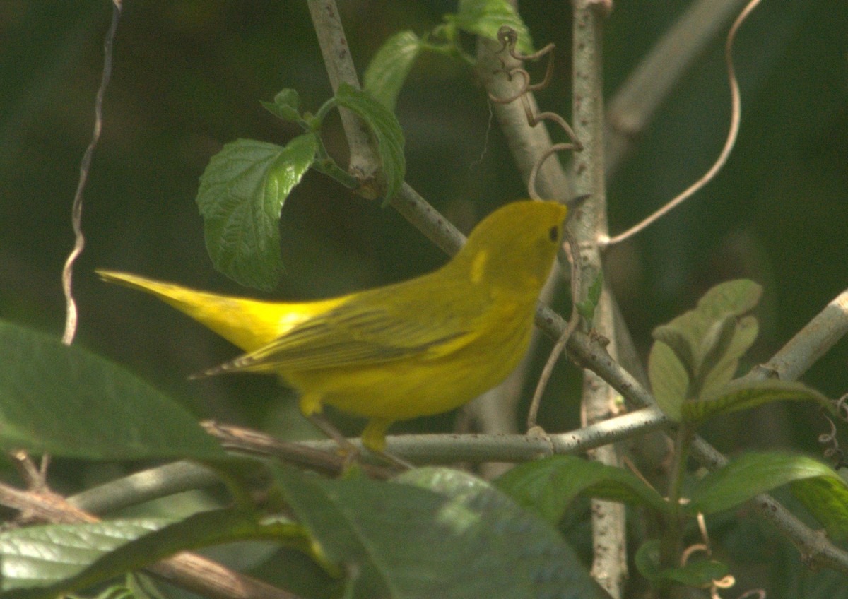Northern Yellow Warbler - ML643939679