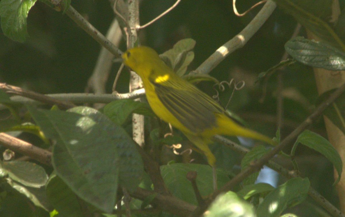 Northern Yellow Warbler - ML643939680