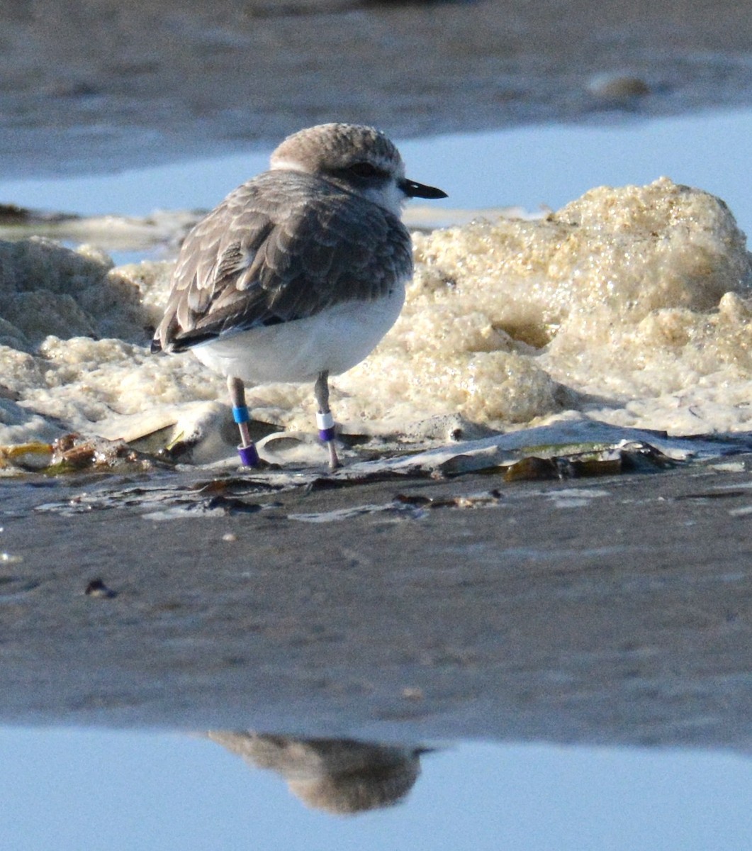 Snowy Plover - ML643939691